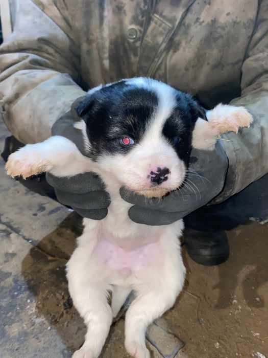 отдам в хорошие руки