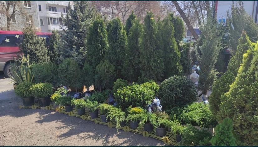 Ёлки,Туи  большой выбор