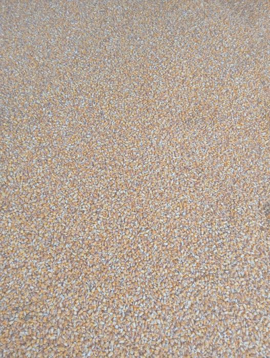 Porumb producție 2025