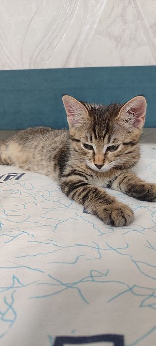 Отдам котят домашние
