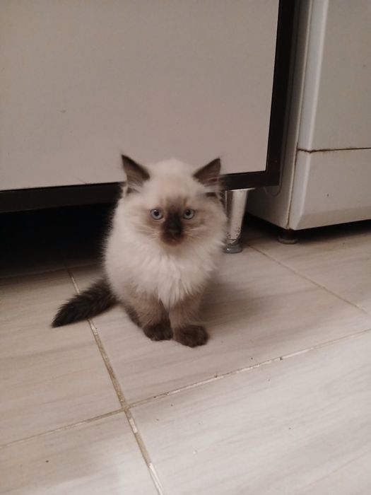 Котята бесплатно