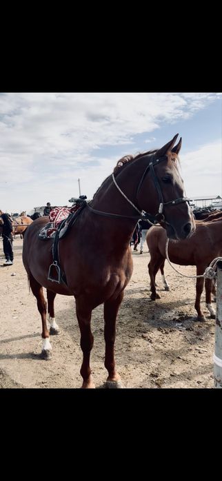 Осы айғыр сатылады!