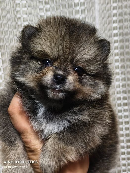 Очаровательные щенки шпица.