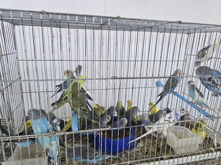 Продается   птицы