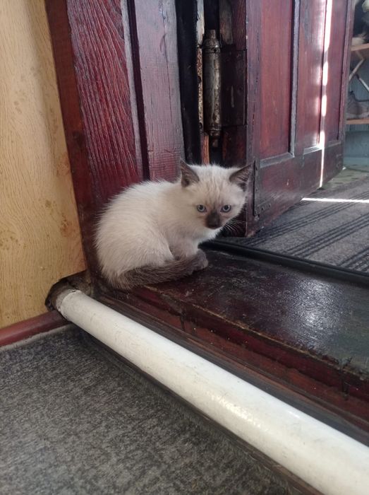 Отдам котят в хорошие руки