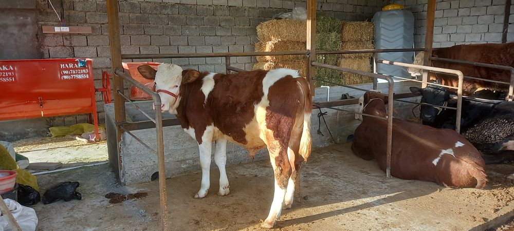 Smental buqacha sotiladi