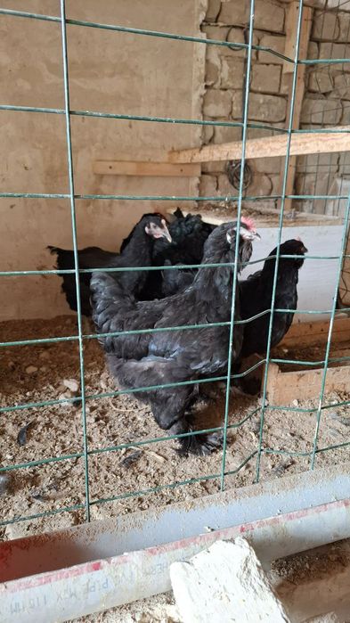 Жўжа Тўвуқ ва хўроз сотилади