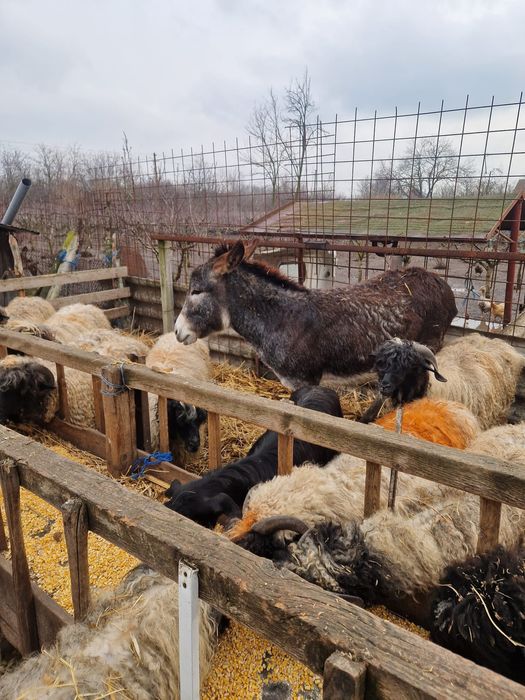 Măgăriță de vînzare