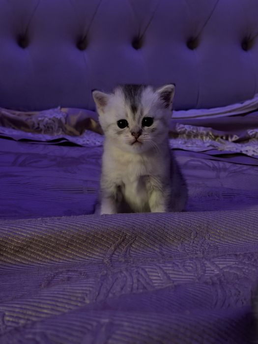 Котятя - шиншила мальчики