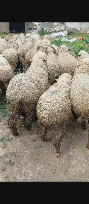 Oi și berbeci de vânzare pentru bayram