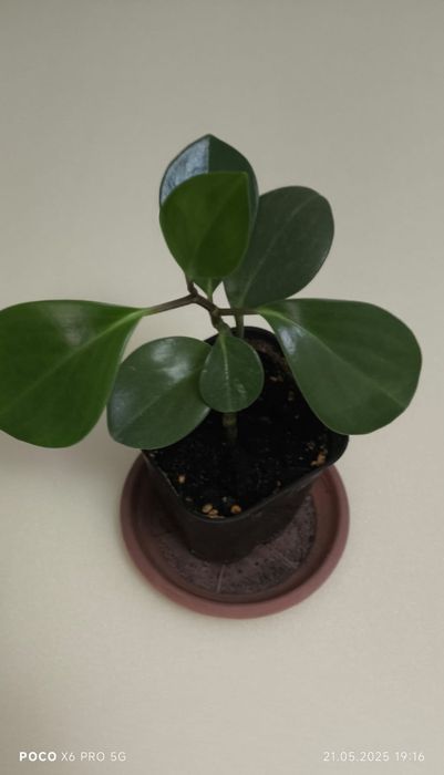 Пеперомия туполистная