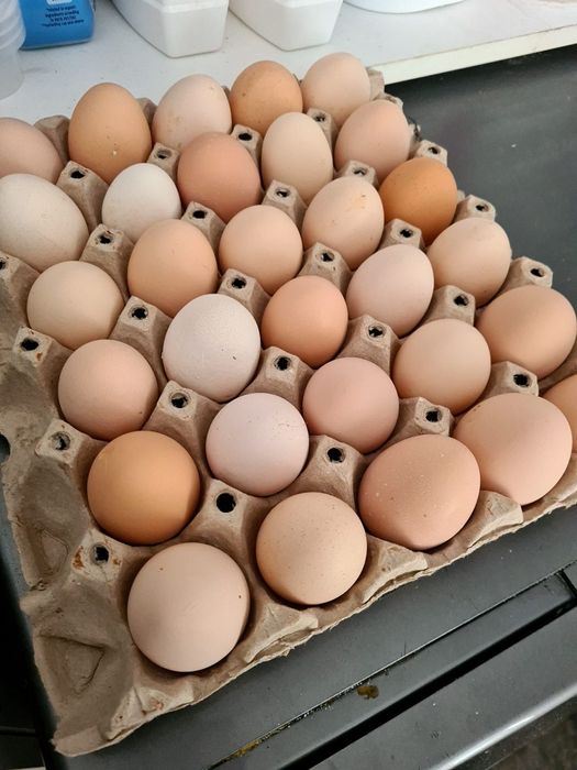 Oua pentru incubat Australorp