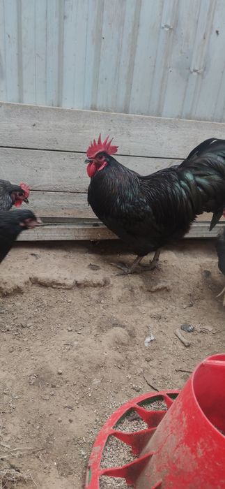 Австролорп курица и петух