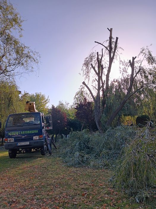 Рязане на опасни дървета