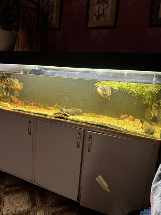 Аквариум 320 литров с рыбками