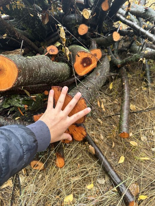 Дърва за огрев  от плодни дървета