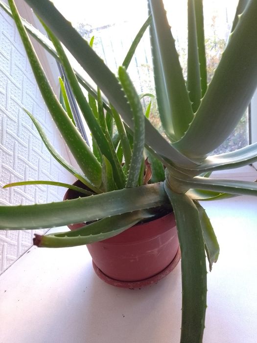 Продам комнатное растение