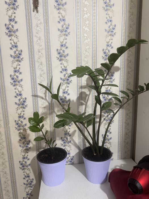 Долларовое дерево или растение