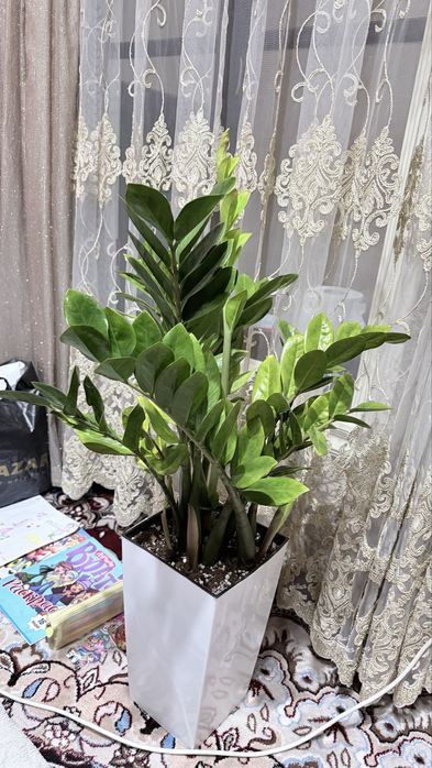 Zamiokulkas “Zamiya” boyi tuvagi bilan 95 sm. Injiq gul emas!