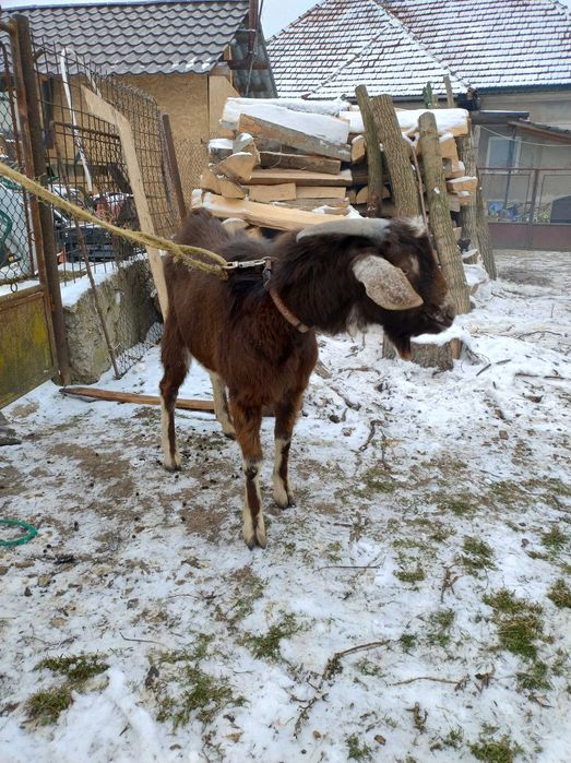 Vand capra Tap de 10 luni