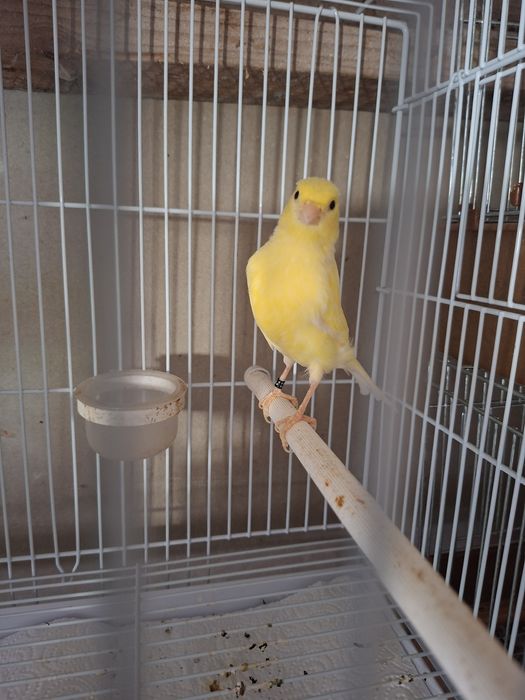 De vânzare canari