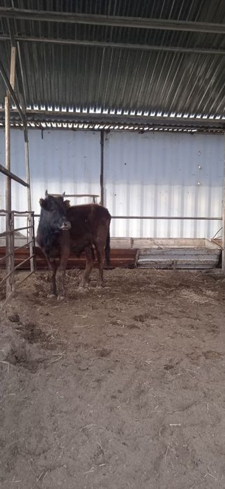 Buqalar sotiladi narxi 15800 mingdan