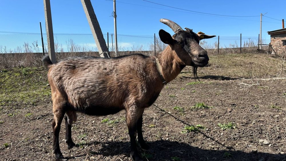 Продам козу пародистая