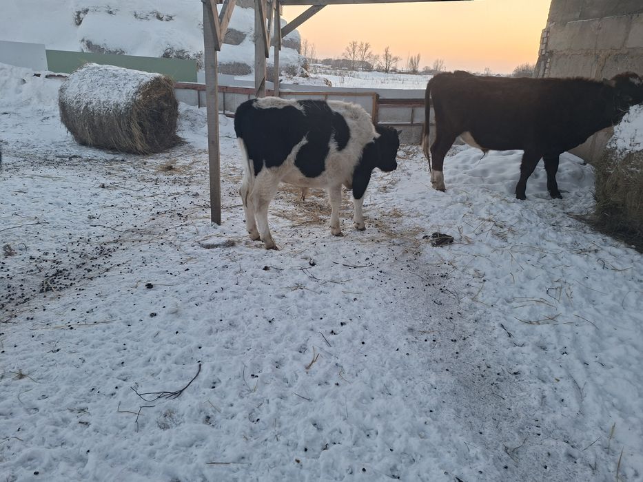 Продам телят 10 месяцев