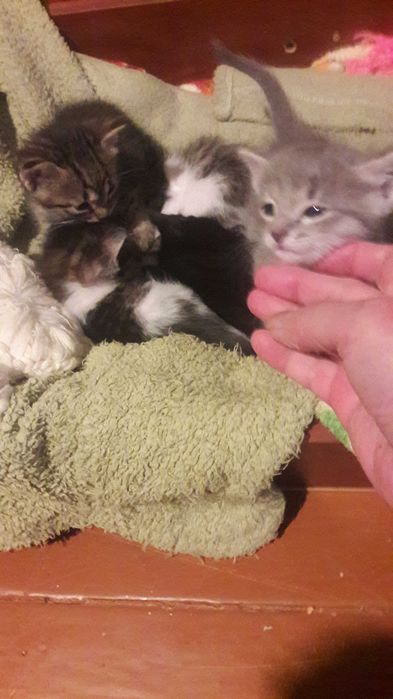 Продам котят от породистой кошки