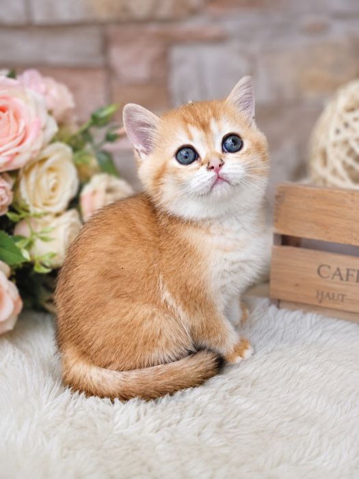 Шотландские котята золотая шиншилла