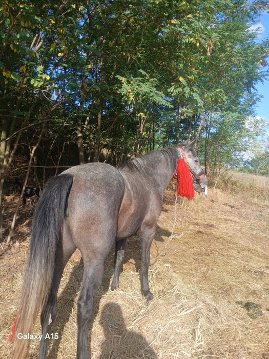 Vând Iapă Sură de 3 ani