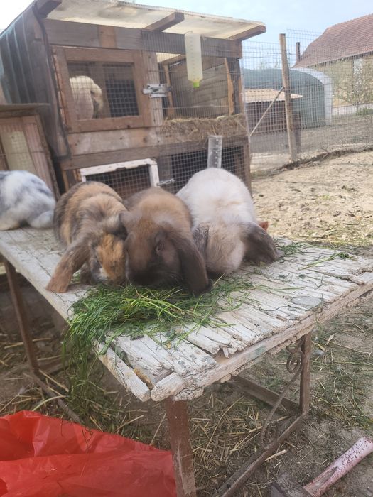 Iepuri berbec german