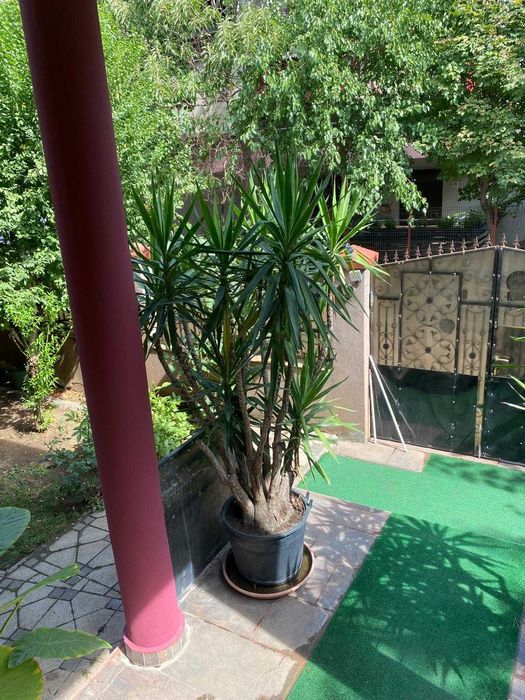 Vând urgent un palmier și două plante yucca.