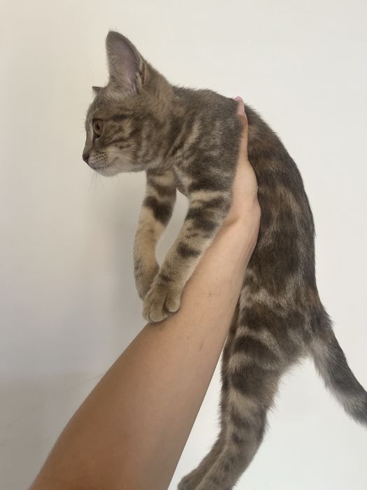 отдам красивого котенка