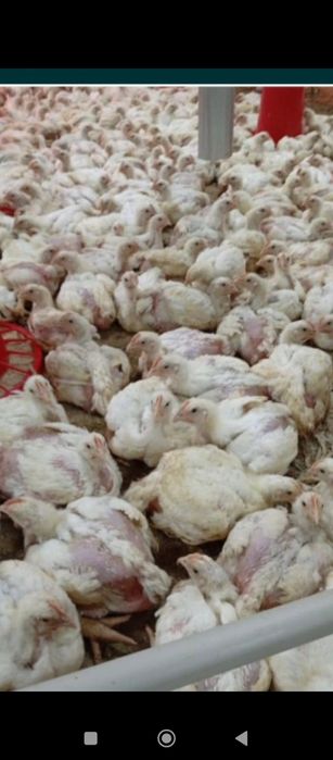 Цыплята бройлер оптом и в розницу