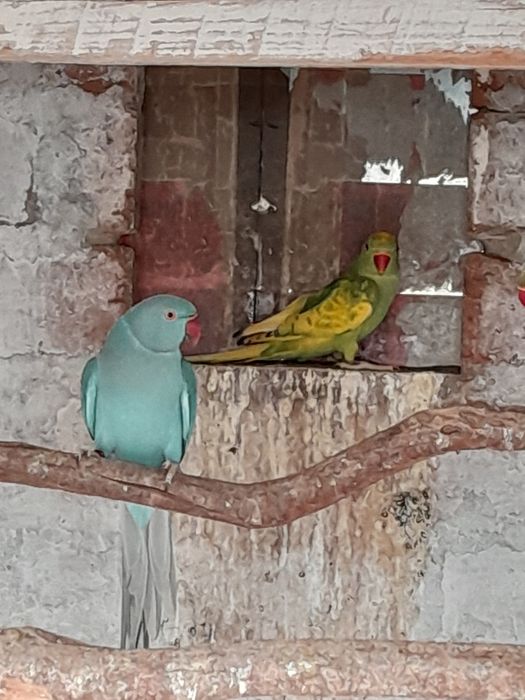 Papagali Micul Alexandru de vânzare.