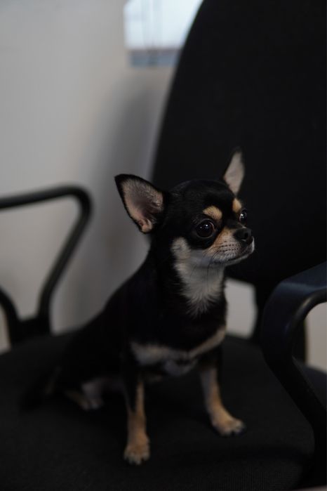 Вязка чихуахуа. Мальчик 3,5 года, вес 2,5кг