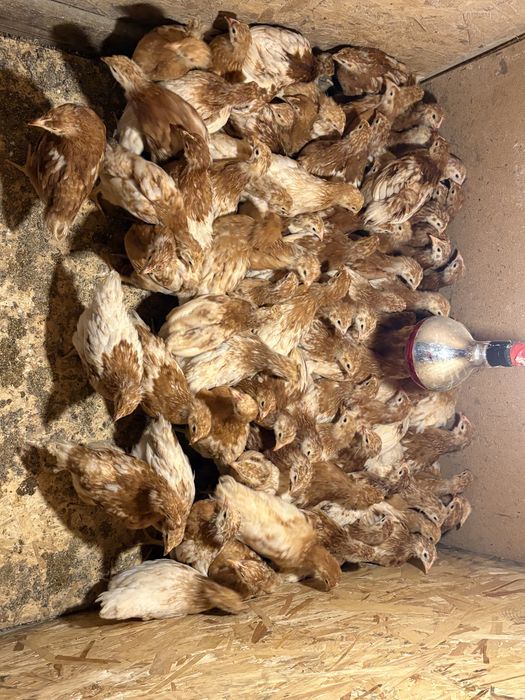 Vad pui de 6 saptamani rasa Lohman Brown