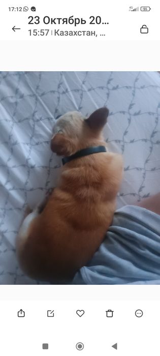 Потерялась собака