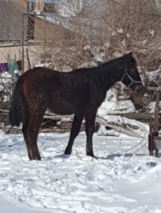 Тай сатылады жуас