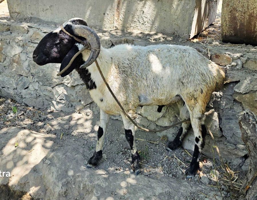 Quchqor sotiladi