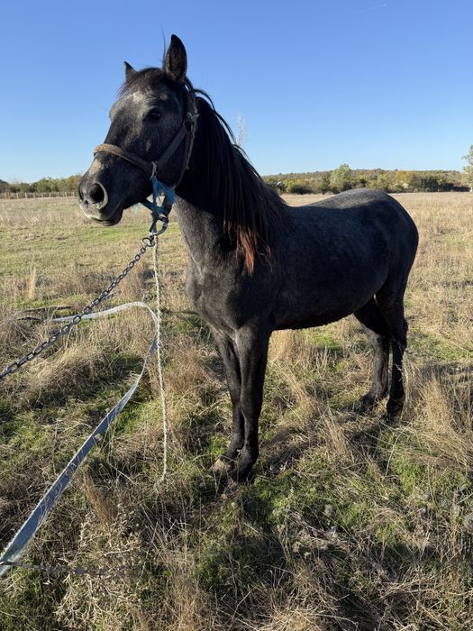 Armasar Sur de 1,5 ani