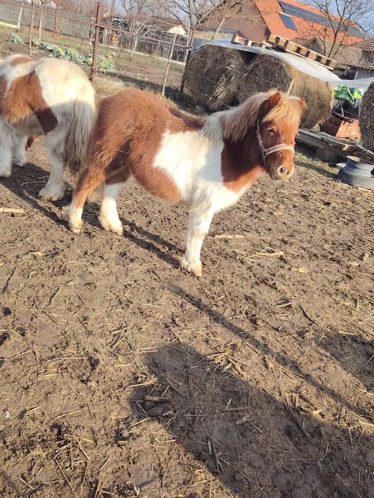 Pereche manze de ponei si capre pitice