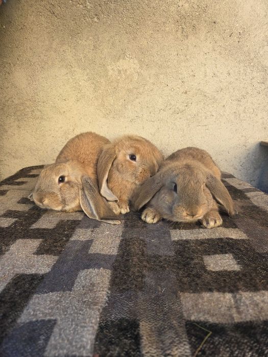 Super ofertă.  Iepuri berbec german