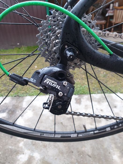 Cursiera carbon.