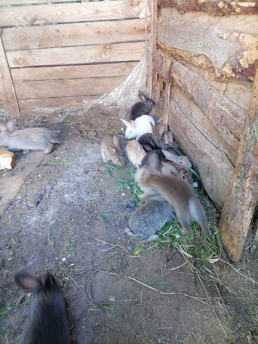 Продам крольчат 2 месяца
