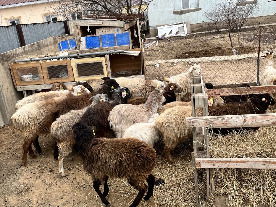 Қой тоқтя ешкілер бар сатылымда