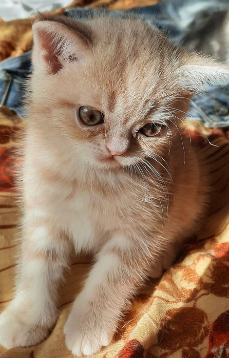 Котята Скоттиш-страйт