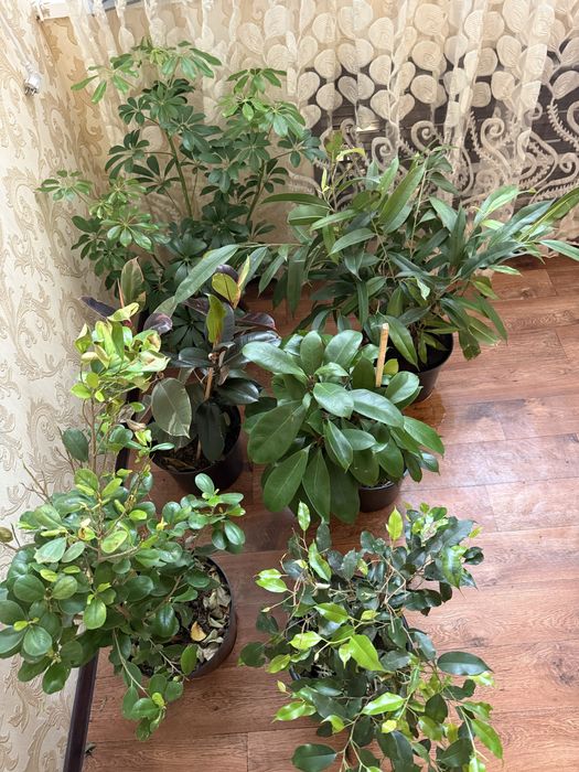 Цветы растения комнатные