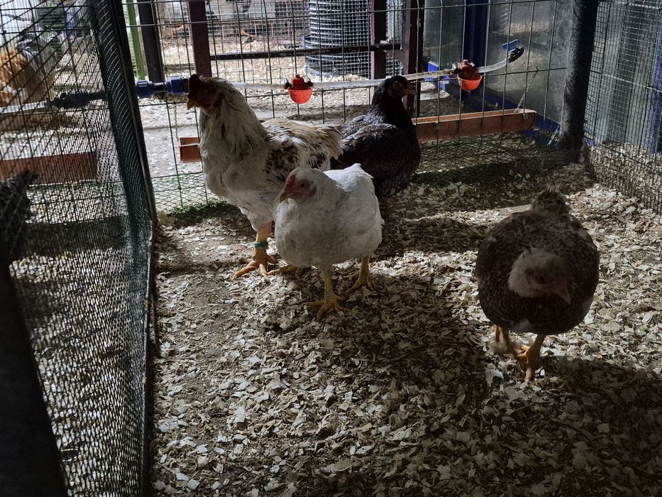 Oua pentru incubat Brahma Cochinchina Combatant indian